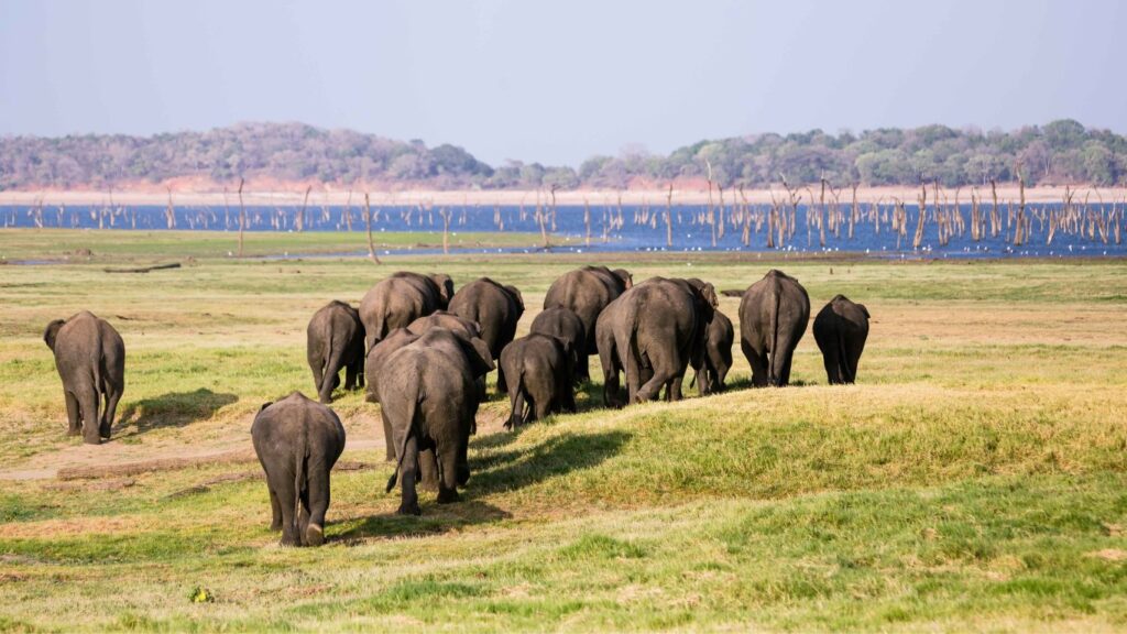 sri lankan wildlife - elephants